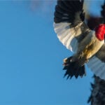 A flying red headed woodpecker