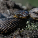 a water moccasin