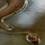 a water snake